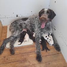 Image result for český fousek stavba těla