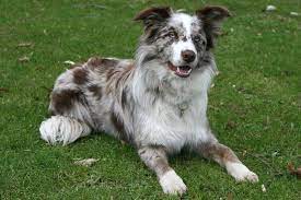 How Many Dog Breeds Do You Know Dog Breeds Dogs Border Collie