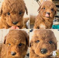 0530 944 1553 Xs Orjinal Tarcin Toy Poodle Yavrularimiz Instagram Minikyavrular