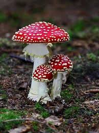 Pin On Shrooms