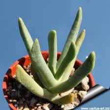 Image result for Hereroa