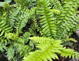 Image result for Polystichum