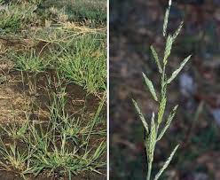 Image result for Eriochloa