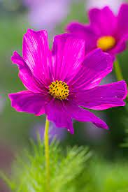 Cosmos Cosmos Bipinnatus Cosmos Flowers Beautiful Flowers Photos Flowers Bouquet