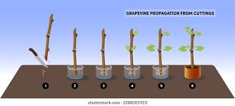 Image result for grapevine cuttings