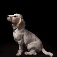 Maybe you would like to learn more about one of these? Thanks To Sheltering In Place Animal Shelters Are Empty Wired