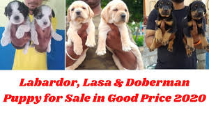 Check spelling or type a new query. Labrador Puppies For Sale In California Under 200 07 2021
