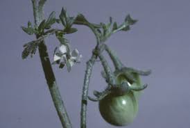 Image result for Solanum sp. A