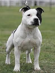 Image result for bulteriér