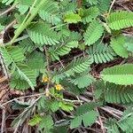 Image result for Aeschynomene sensitiva