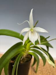 Image result for Angraecum calceolus