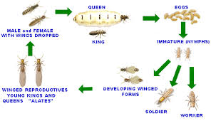 termite com au termites in australia 2019 consumer guide