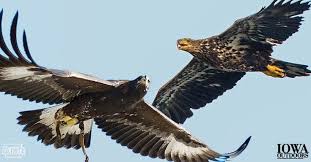 How To Tell A Golden Eagle From A Bald Eagle Bald Eagle Golden Eagle Immature Bald Eagle