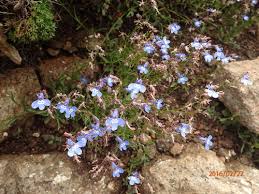 Image result for Lobelia flaccida