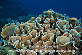 Image result for Microcoelia corallina