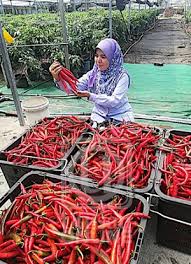 Walaupun terpaksa berpanas dan berhujan ia bukan masalah kerana sekarang saya memang bersemangat untuk berbakti kepada tanah. Anim Agro Technology Tanam Cili Untung Tuaian Serentak