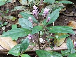 Image result for Justicia anagalloides