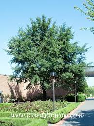 Image result for Ulmaceae