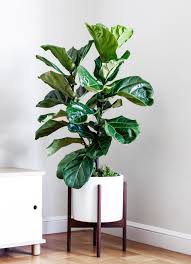 Epingle Par Urquidia Miranda Sur House Plantes Plante Chambre Plante Verte Plantes De Decor De Maison