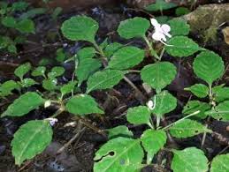 Image result for Impatiens hochstetteri