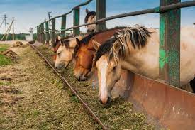 5 Ways You Can Help Save Wild Horses Right Now