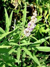 Image result for Vitex patula