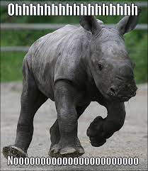 Baby Rhino Quickmeme