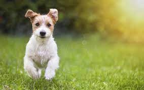 We have spent countless hours scouring the web and assembling a huge collection of dog & puppy pictures. 1 314 589 Dog Photos Free Royalty Free Stock Photos From Dreamstime