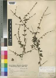 Image result for Tinnea rhodesiana