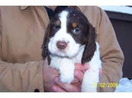 Check spelling or type a new query. English Springer Spaniel Puppies In Wisconsin