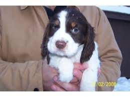 Springer spaniel puppies minnesota wisconsin. English Springer Spaniel Puppies In Wisconsin