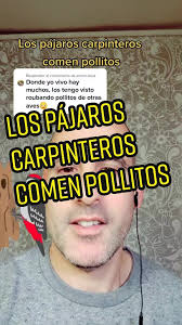 Como Se Llama El Ave Que Se Come Los Pollitos