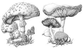 Black And White Mushroom Drawing I Can Get Paid For Scientific Illustration Create Scientific Illustration Scientific Drawing Drawings