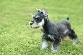 Check spelling or type a new query. Standard Schnauzer Hairstyles With Photos