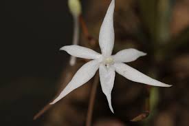 Image result for Aerangis kirkii