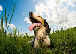 12453 valley view street garden grove, ca 92845 hours: Summer Pet Care