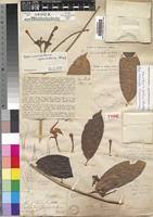 Image result for Tabernaemontana eglandulosa