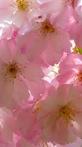 Download Wallpaper 640x1136 Japanese Cherry Flowers Flowering Iphone 5s 5c 5 Hd Background Japanese Cherry Tree Blossom Flower Pink Flowers