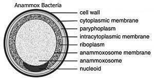 This idea is supported in the endosymbiotic theory. Organelle Wikipedia