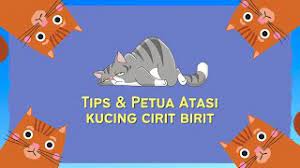 Sepanjang bela beliau, tidak pernah sakit seteruk ini. Cara Merawat Kucing Cirit Birit Tanpa Ubat Anak Dewasa Youtube