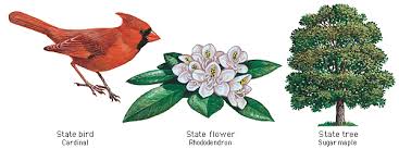Read more> in the wild, this tree occurs as an understory tree (often with redbud. West Virginia State Bird Flower And Tree West Virginia State Bird West Virginia State Birds