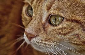 Why and when to neuter your cat. Cat Spay Neuter Clinics Scheduled In Tarentum Triblive Com