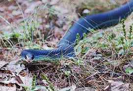 Blue Racer Snake Endangered Reptiles Hiking Boots Blue
