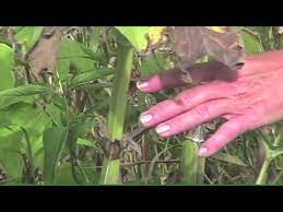 It is a tremendous pollinator crop, flowering from july to september. Cup Plant Youtube