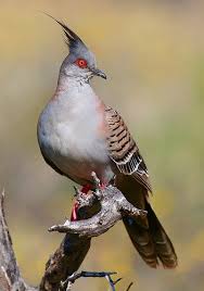 Birds That Can T Fly Far Crested Pigeon Crested Pigeon Colorful Birds Nature Birds