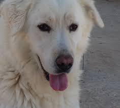 Come quasi tutti i cani da pastore, anche il maremmano è stato selezionato per proteggere le greggi dagli attacchi dei lupi e di altri predatori. Pastore Maremmano Abruzzese Viaggio Nelle Razze Canine 5 Tablet Roma Notizie Articoli News Sul Territorio Di Roma