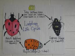 Ladybug Life Cycle Life Cycles Science Anchor Charts