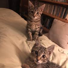 See full list on vetstreet.com Kitten Report 09 Six Months Old Nicola Griffith