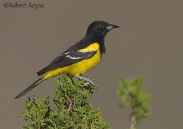 Birds Of The Southwest United States Scott S Oriole Icterus Parisorum Fotos De Aves Grecia Antigua Aves