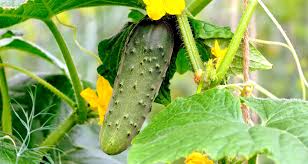 Experimentally determine where the plant will feel better. It S Not Too Late To Grow These Fab 5 Farmers Almanac